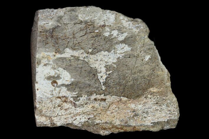 Polished Dinosaur Bone (Gembone) Section - Utah #151461